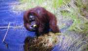 Orangutan v nrodnm parku Tanjung Puting. Kalimantan,  Indonsie.