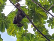 Lenochod. Nrodn park Manuel Antonio. Kostarika.