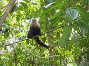 Kapucnsk opice. Nrodn park Manuel Antonio. Kostarika.