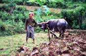 Prce na poli. Myanmar (Barma).