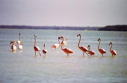 Rov plameci (Phoenicopterus ruber), Celestun. Mexiko.