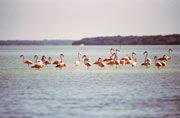 Rov plameci (Phoenicopterus ruber), Celestun. Mexiko.