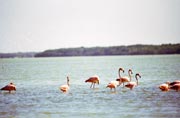 Rov plameci (Phoenicopterus ruber), Celestun. Mexiko.