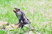 Iguana, Uxmal. Mexiko.