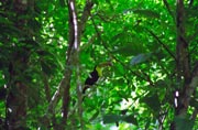 Tukan, Tikal. Guatemala.