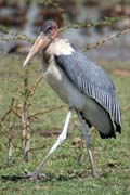 p Marabu africk (Leptoptilos crumeniferus), jezero Ziway. Etiopie.