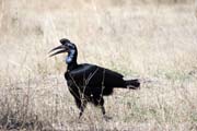 Zoboroek kafersk (Bucorvus ladbeateri), jezero Ziway. Etiopie.