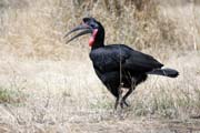 Zoboroek kafersk (Bucorvus ladbeateri), jezero Ziway. Jih,  Etiopie.