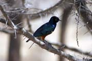 Leskoptev kovov (Lamprotornis chalybaeus), jezero Abiata. Jih,  Etiopie.