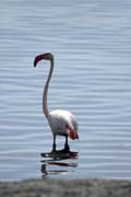 Plamek rov (Phoenicopterus ruber), jezero Shala. Jih,  Etiopie.