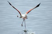 Plamek rov (Phoenicopterus ruber), jezero Shala. Jih,  Etiopie.