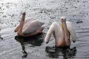 Pelikn africk (Pelecanus rufescens), jezero Shala. Jih,  Etiopie.