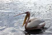 Pelikn africk (Pelecanus rufescens), jezero Shala. Jih,  Etiopie.