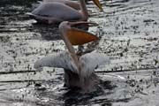 Pelikn africk (Pelecanus rufescens), jezero Shala. Jih,  Etiopie.