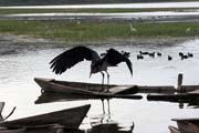 p Marabu africk (Leptoptilos crumeniferus), jezero Awasa. Jih,  Etiopie.