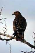 Orel stepn (Aquila rapax). Etiopie.