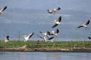 Pelykn africk (Pelecanus rufescens), Arba Minch. Jih,  Etiopie.