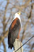 Orel blohlav (Haliaeetus vocifer), okol Arba Minche. Etiopie.