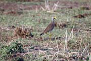 ejka hnd (Vanellus senegallus), okol Arba Minche. Jih,  Etiopie.