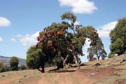 Nrodn park Bale Mountain. Etiopie.