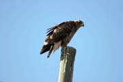 Krahujec mal (Accipiter minullus). Etiopie.