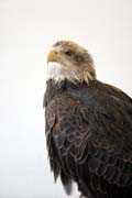 Orel blohlav (Haliaeetus leucocephalus), eka Mississippi, Wabasha, Minnesota. Spojen stty americk.