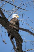 Orel blohlav (Haliaeetus leucocephalus), eka Mississippi, Wabasha, Minnesota. Spojen stty americk.