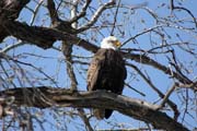 Orel blohlav (Haliaeetus leucocephalus), eka Mississippi, Wabasha, Minnesota. Spojen stty americk.