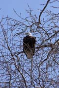 Orel blohlav (Haliaeetus leucocephalus), eka Mississippi, Wabasha, Minnesota. Spojen stty americk.