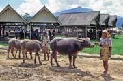 Prodej buvol na velkm tdennm trhu ve mst Rantepao, oblast Tana Toraja. Sulawesi, Indonsie.