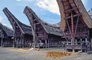 Tradin domy tongkonan, oblast Tana Toraja. Sulawesi, Indonsie.