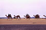 Koovn Tuaregov. Pou Sahara. Mali.