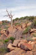 Nrodn park Flinders Ranges. Austrlie.