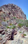 Nrodn park Flinders Ranges. Austrlie.