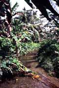 Ostrov Siberut. Sumatra, Indonsie.