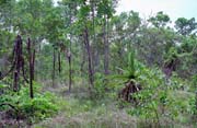 Dungle. Nrodn park Kakadu. Austrlie.