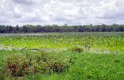 eka Yellow Water. Nrodn park Kakadu. Austrlie.