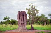 Termitit. Nrodn park Kakadu. Austrlie.