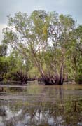 eka Yellow Water. Nrodn park Kakadu. Austrlie.