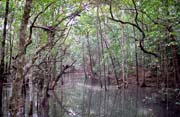 Mangrovnkov bainy. Oblast Cape Tribulation. Austrlie.