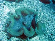 Giant Clam, Potpn u ostrova Bunaken, lokalita Fukui. Sulawesi,  Indonsie.