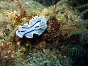 Chromodoris willani nudibranch. Potpn u ostrova Bunaken, lokalita Siladan I. Sulawesi, Indonsie.