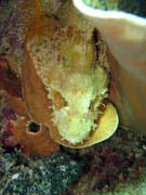 Crocodile Fish.  Potpn u ostrova Bunaken, lokalita Siladan I. Sulawesi, Indonsie.