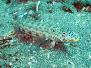 Potpn u ostrova Bunaken, lokalita Molas Wreck. Sulawesi, Indonsie.