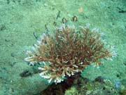 Potpn u ostrova Bunaken, lokalita Molas Wreck. Sulawesi, Indonsie.