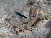 Ribbon Eel. Potpn u ostrova Bunaken, lokalita Molas Wreck. Sulawesi, Indonsie.