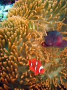 Klauni (Clown Anemonefish) ve svm hostiteli rostlin anemone. Potpn u ostrova Bunaken, lokalita Mandolin. Sulawesi,  Indonsie.