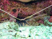 Kreveta (Shrimp). Potpn u ostrova Bunaken, lokalita Mandolin. Sulawesi,  Indonsie.