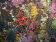 Lionfish. Potpn u ostrova Bunaken, lokalita Chelo Chelo. Sulawesi,  Indonsie.