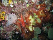 Lionfish. Potpn u ostrova Bunaken, lokalita Chelo Chelo. Sulawesi,  Indonsie.